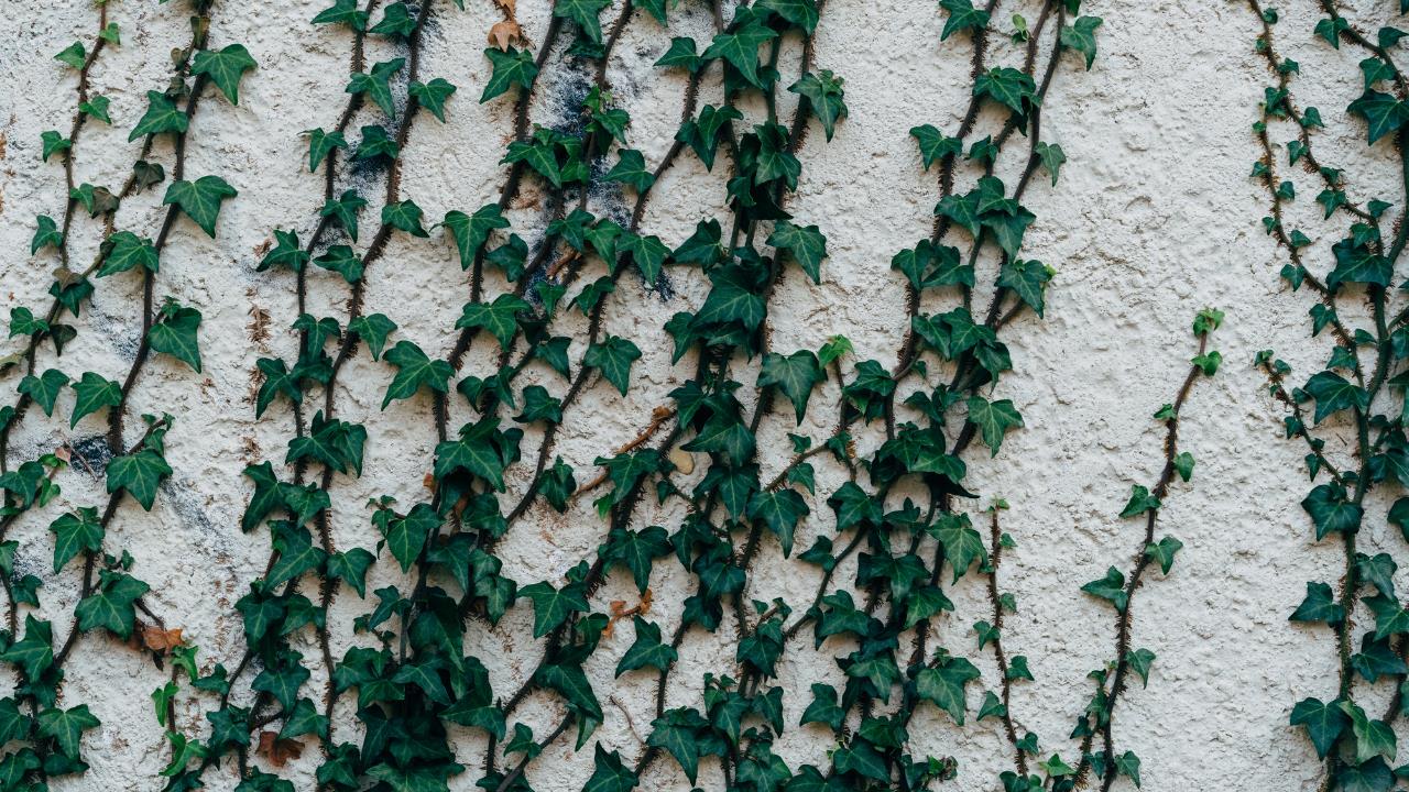 Convierte tu casa en una guarida con estas plantas trepadoras de rápido crecimiento